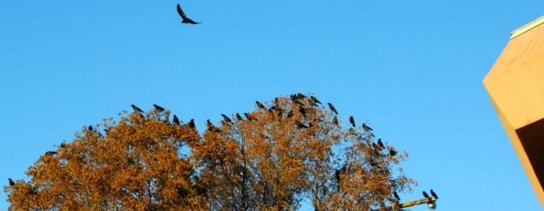 5310 Crow Congretation
